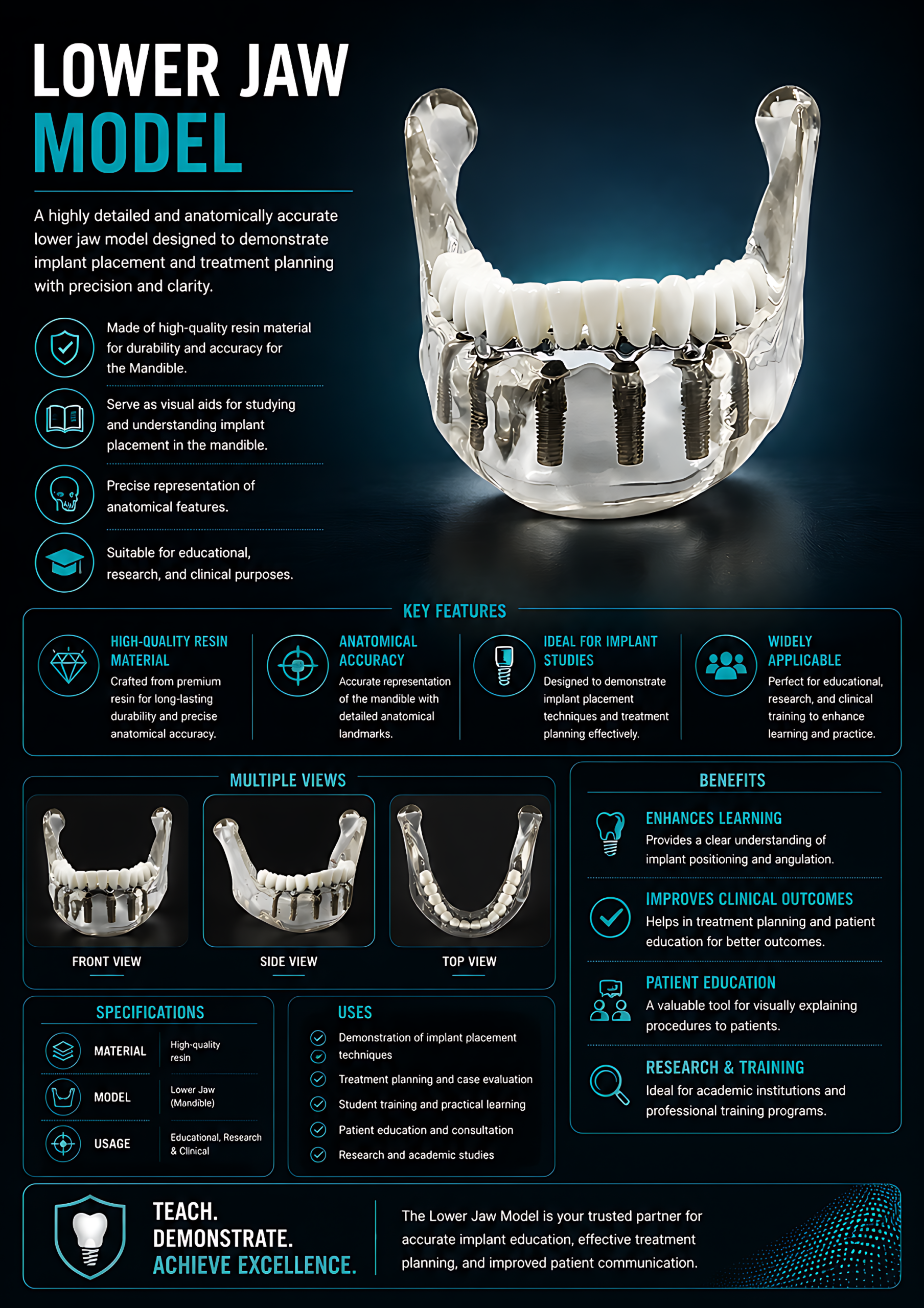 Julldent 208 Lower Jaw Model - Image 2